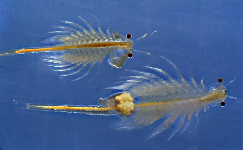 brine shrimp 1 hatching