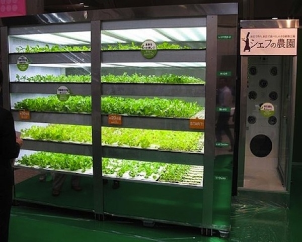 Mmmm Lettuce.